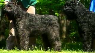 Bouvier Des Flandres  AKC Dog Breed Series [upl. by Hnim]