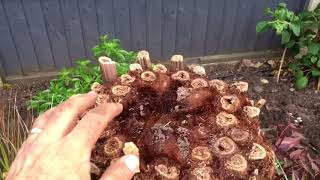 How To Plant Tree Ferns [upl. by Jennica]