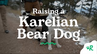 Raising a Karelian Bear Dog  Rovercom [upl. by Atinor148]