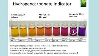 Gas Exchange and Hydrogen Carbonate Indicator [upl. by Bollay]