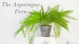 Asparagus Fern Care Guide [upl. by Yllaw]