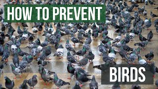 How to keep birds away from your building or property [upl. by Kimmie972]