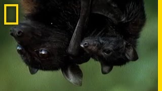 Meet the Worlds Biggest Bat  National Geographic [upl. by Wandie]