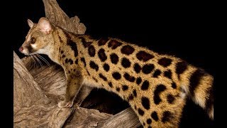 Genet Cat  Wild Cat Species  Predators Documentary [upl. by Fagaly135]