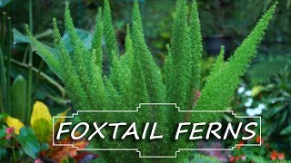 Foxtail Fern Care  Asparagus densiflorus Myersii  Fern Friday [upl. by Aneetsirk]