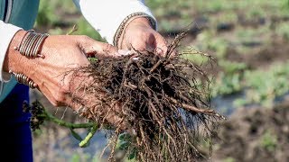 Growing Rhodiola Rosea Arctic Root [upl. by Bilbe]