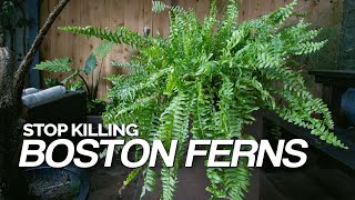 Stop Killing Your Boston Ferns Full Care Guide [upl. by Aisset]