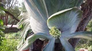 Worlds Largest Staghorn Fern [upl. by Lichter]