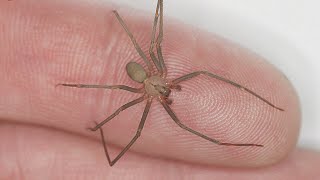 Brown Recluse Spider Bite photos day by day [upl. by Scrogan]