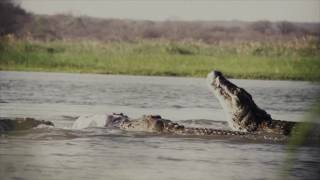 Jim Shockeys Hunting Adventures  ManEaters Mozambique  Outdoor Channel [upl. by Corena]