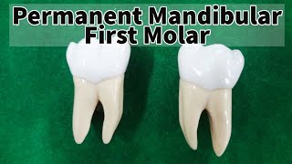 Permanent mandibular first molar [upl. by Hyps947]