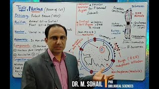 Nucleus Structure and Functions [upl. by Shafer]