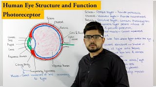 Structure of Human Eye  Photoreceptor  Biology lecture [upl. by Deron]