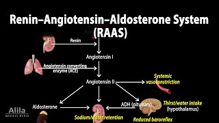 The Renin–Angiotensin–Aldosterone System RAAS Animation [upl. by Ellwood]