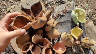 Panama Tree Sterculia apetala hairs will sting you while harvesting seeds [upl. by Werbel233]