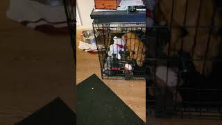 Crate training your Rhodesian Ridgeback Puppy [upl. by Woodley]