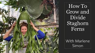 Growing and Dividing Staghorn Ferns [upl. by Kola]