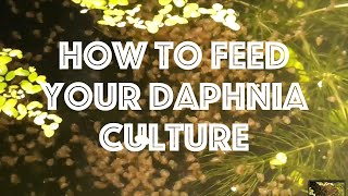 How To Feed Your Daphnia Culture [upl. by Lawley782]