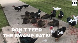 Dont feed the swamp rats at Krauss Baker Park [upl. by Peppel]