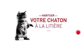 Comment habituer mon chat à la litière   Truffaut [upl. by Jenda]