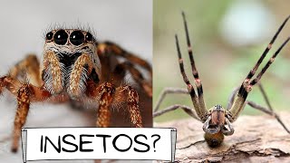 CURIOSIDADES  ARANHAS [upl. by Soiritos]