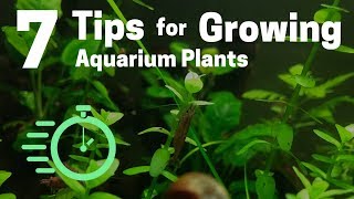 7 Tips for Growing Freshwater Plants in an Aquarium [upl. by Garwin500]