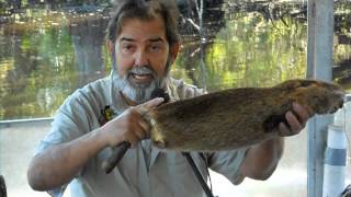 How They Deal With Nutria Large Rodent in Louisiana [upl. by Janaya279]