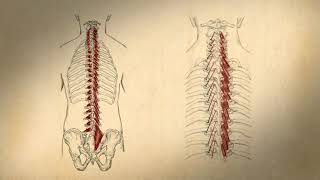 Transversospinalis Group [upl. by Narah]