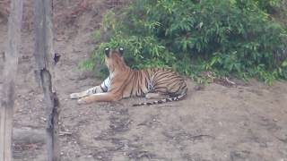 Live Tiger hunting a deer in Pench Wildlife Sanctuary India [upl. by Shah]