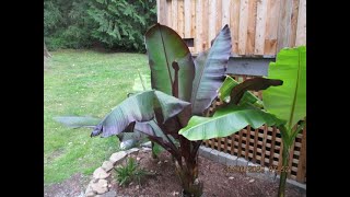 Red Abyssinian Banana in a Northern garden [upl. by Adnamahs]