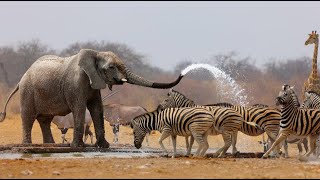 Wild Life  Nature Documentary Full HD 1080p [upl. by Nedle701]