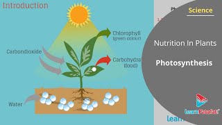 Nutrition In Plants Class 7 Science  Photosynthesis [upl. by Tait281]