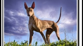 El podenco Canario Documental [upl. by Ollecram]