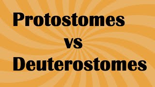 Biology Protostomes vs Deuterostome [upl. by Hoxie]