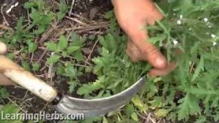 Vervain herb Verbena officinalis How to Harvest [upl. by Atikihc]