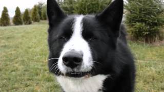 Different sounds of karelian bear dog 1  Dog talking [upl. by Balmuth]