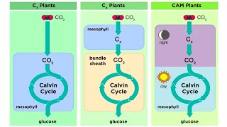 Types of Photosynthesis in Plants C3 C4 and CAM [upl. by Doscher]