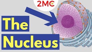 What is the Nucleus  Nucleus Structure and Function [upl. by Chemaram]