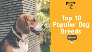 Top 10 Popular Dog Breeds in India 2020 List [upl. by Leihcim]