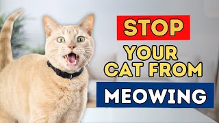 How To Stop Your Cat From Meowing and Yowling [upl. by Drooff207]