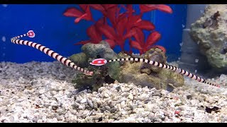 Banded Pipefish [upl. by Cleve]