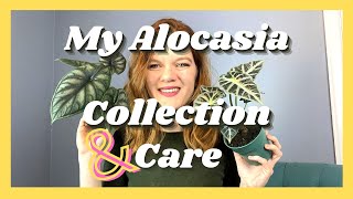 My Alocasia Collection amp Care HowTo  6 Varieties  Soiled Plant [upl. by Seely865]