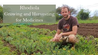 Rhodiola rosea growing by herbalist Ross Hennessy [upl. by Haodnanehs]