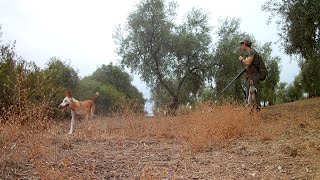 🚨La CAZA del CONEJO con PODENCOS ANDALUCES🐕 [upl. by Erodroeht]