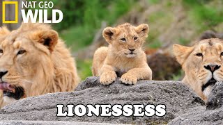 Lion Documentary  New Generation Will They Survive  Wild Life 2020 Full HD 1080p [upl. by Etteoj]