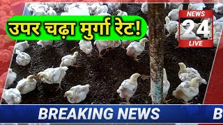 poultry rate today  aaj ka thok murga mandi rates  chicken rates today [upl. by Kcinomod]