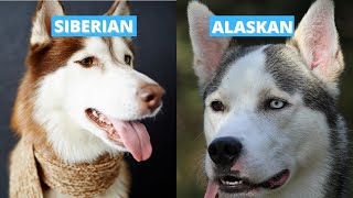 Siberian vs Alaskan Husky  Five Main Differences [upl. by Bolte]