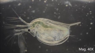 Daphnia magna under the Microscope [upl. by Vas95]