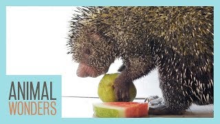 Porcupine Eats Fruit [upl. by Rothschild]