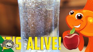 How to culture Vinegar Eels The EASY Way Live Fish Food [upl. by Rolecnahc]